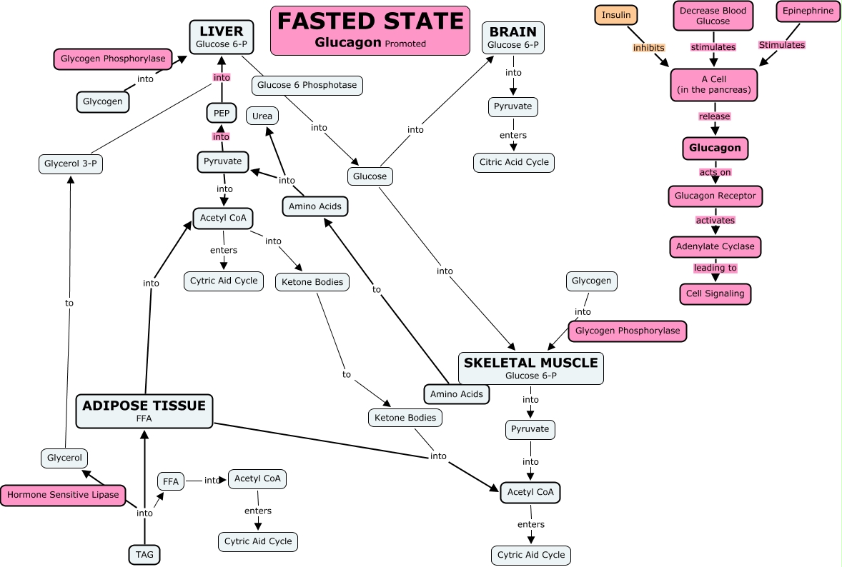 Fasted State